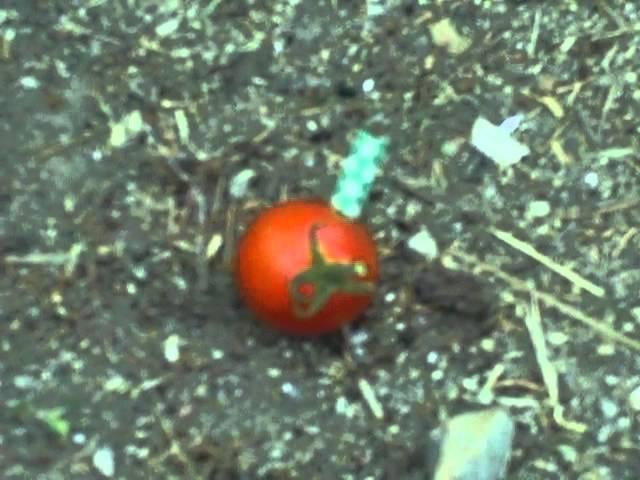 Cherry Tomato Blows Up