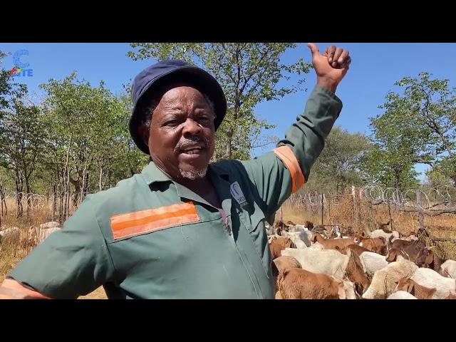 Ceekay Ncube a goat farmer in Plumtree speaks about the business of goat farming.