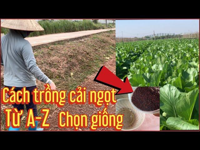 Cách trồng rau cải ngọt gắn ngày và chọn giống năng xuất