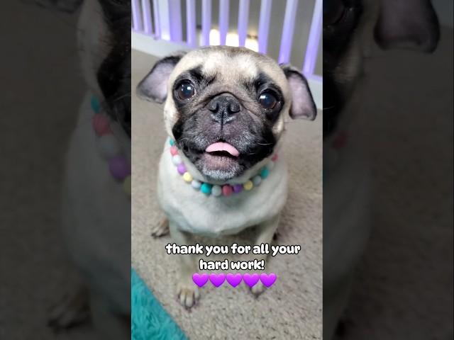 Send this to your Mother!  #dog #pug #cute #funny #fyp #shorts #mothersday