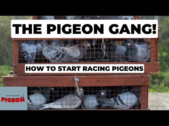 Pigeon Racing For Beginners. part 1 (Ep 53)