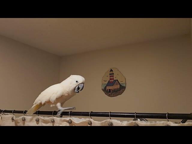 Cockatoo Dramatic Conversation 