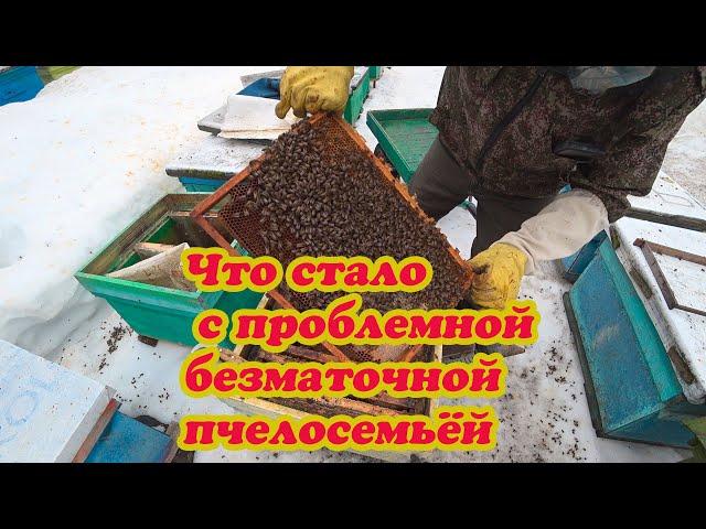 ПЕРЕСАДКА ПРОБЛЕМНОЙ ПЧЕЛОСЕМЬИ, КОТОРОЙ ПОДСАЖИВАЛ МАТКУ В ЧИСТЫЙ УЛЕЙ