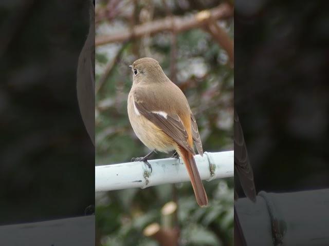 ジョウビタキが恋しい…