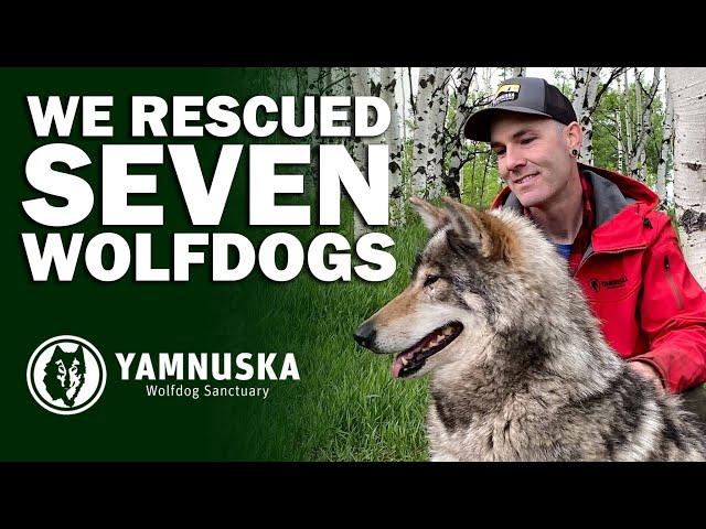 How Did We Rescue SEVEN Wolfdogs?! The Lucky 7 Rescue Mission at Yamnuska Wolfdog Sanctuary