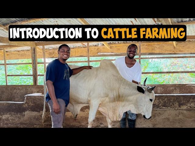 How To Start a Profitable Cattle Farm as a Beginner in 2024: A Step by Step Guide! #cattlefarming