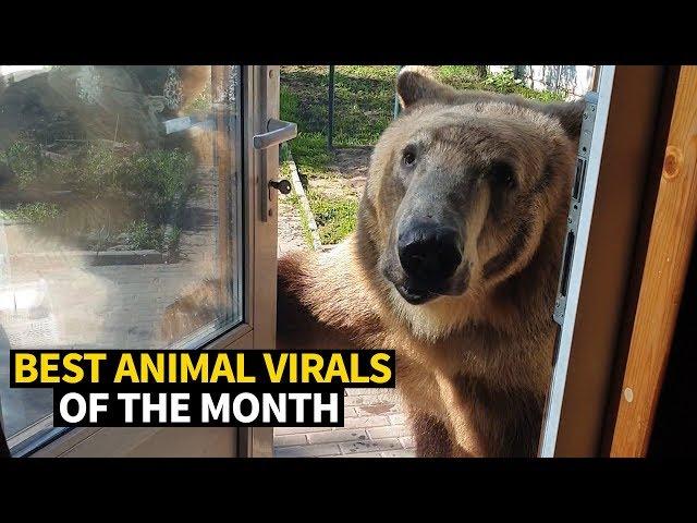 Top Viral Animal Videos - May 2019