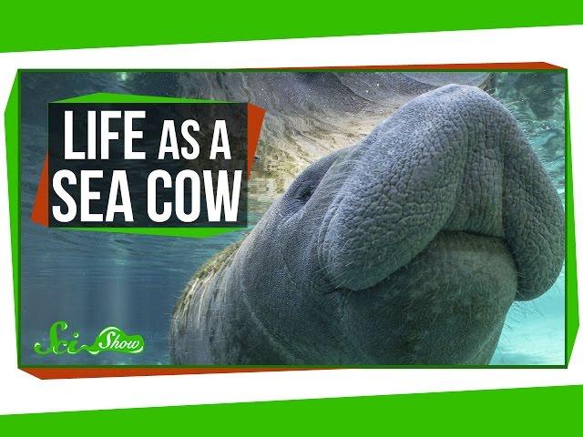 Life as a Sea Cow