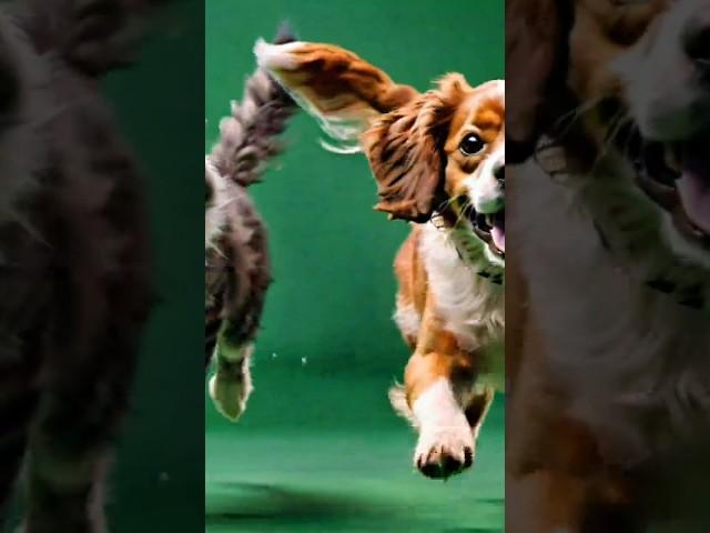 dog green screen video#animation #greensreen #shortsvideo #viralvideo