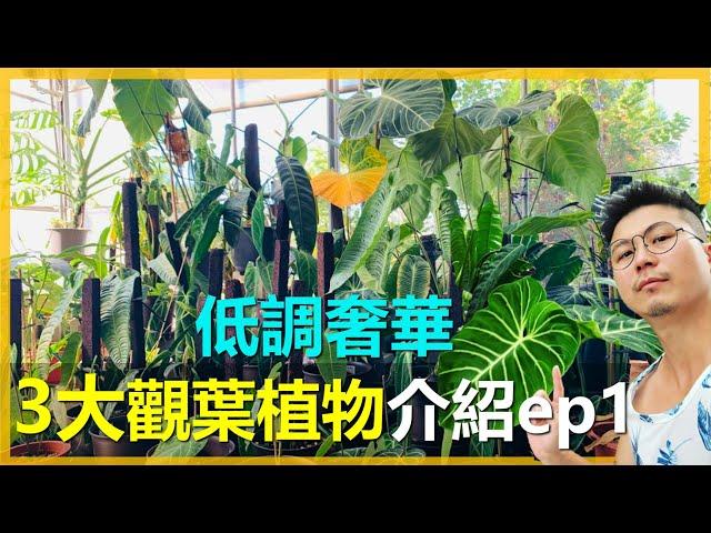 【觀葉植物EP1]現在觀葉植物的價錢大降價，龜背芋屬、蔓綠絨屬以及花燭屬都有哪些低調奢華的品種呢?＃愛種花的伊恩＃monstera＃philodendron＃Anthurium。