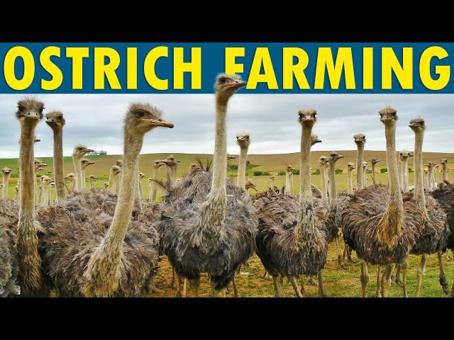 Ostrich Farming | How to Start an Ostrich Farm