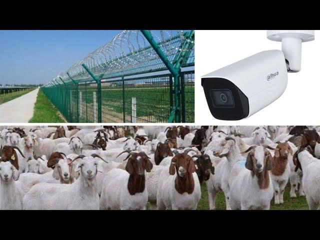 GOAT FARMING: HOW TO SECURE YOUR FARM FROM EXTERNAL THREATS/ THIEVES: VLOG 113.