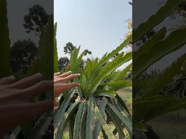 Dragon Fruit Poudha Kii pruning #shorts #minivlog #dragonfruit #agriculture #farmingvlog #aftabvlog