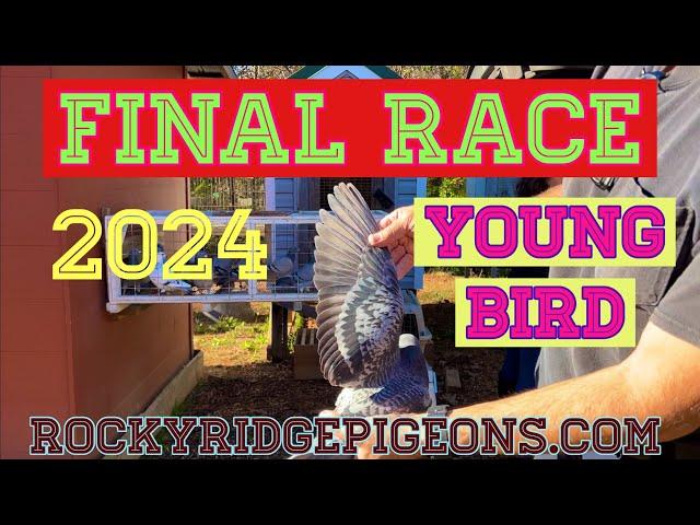 FINAL PIGEON RACE "HAWK TROUBLE!!"