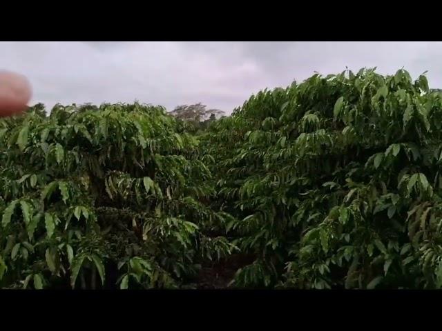 Desbrota do Robusta Amazônico Adensado.