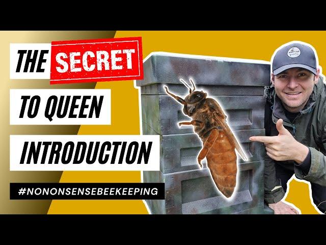 Introducing A Mated Queen To A Hive  | Step-by-Step Guide for Beekeepers