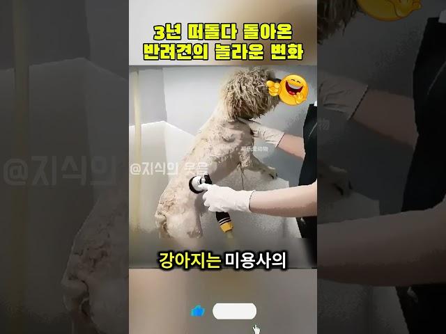 3년 떠돌다 돌아온 반려견의 놀라운 변화 #강아지관리 #동물행동