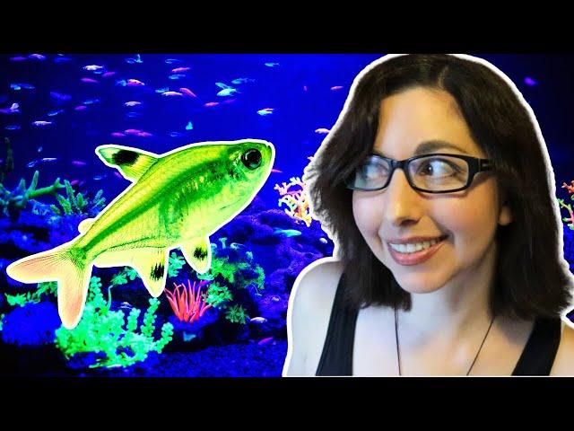 GloFish Pristella Tetra Care Guide | GloFish Care Guide Series Ep. 9 | X-ray Tetra