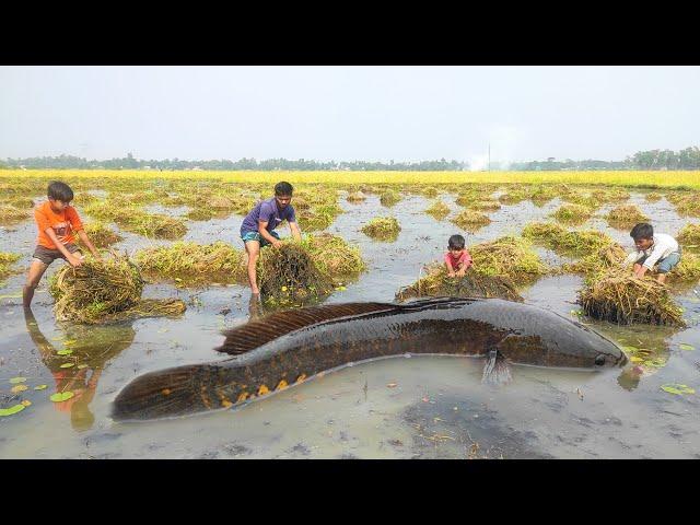 Amazing Hand Fishing Video ️ Search Catfish In Secret Big Grass Hole Unique Big fish Catching.