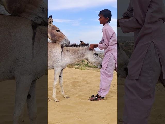 A person will help a donkeys |#animallover #youtubeshorts #shortsfeed