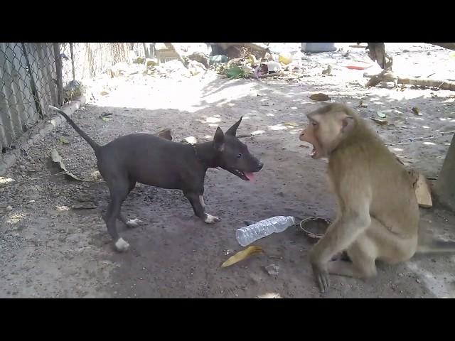 Monkey vs Dog ( When they're friends )