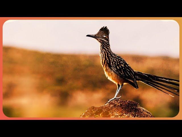 West Texas's Incredible Desert Wildlife [4K] | Expeditions With Patrick McMillan | Real Wild