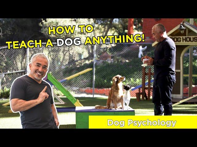 HOW TO TEACH A DOG ANYTHING! With Cesar Millan!