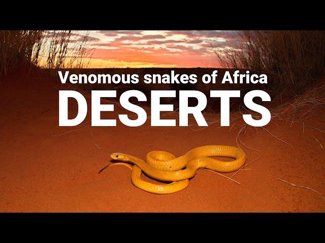 The venomous snakes of Africa - DESERTS, Cape cobra, Red spitting cobra, Puff adder, Carpet viper