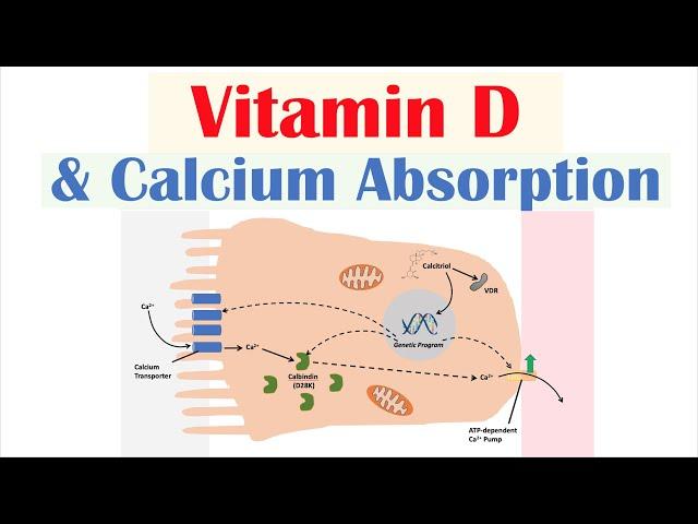 Vitamin D and Calcium Absorption - Biochemistry Lesson