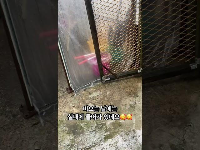사랑받고 지내는 시골개 검둥이 #愛犬 #강아지일상 #장마 #for복돌이