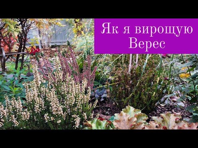 ВЕРЕС ВІЧНОЗЕЛЕНИЙ БАГАТОРІЧНИК,МОЯ ІСТОРІЯ ЗНАЙОМСТВА З НИМ.