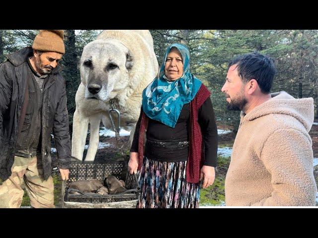 DAĞDA  KURTLARIN PEŞİNDE / KILIÇ KUŞANANIN  AT BİNENİNDİR !!! HANIM ANNE VE KÖPEKLERİ