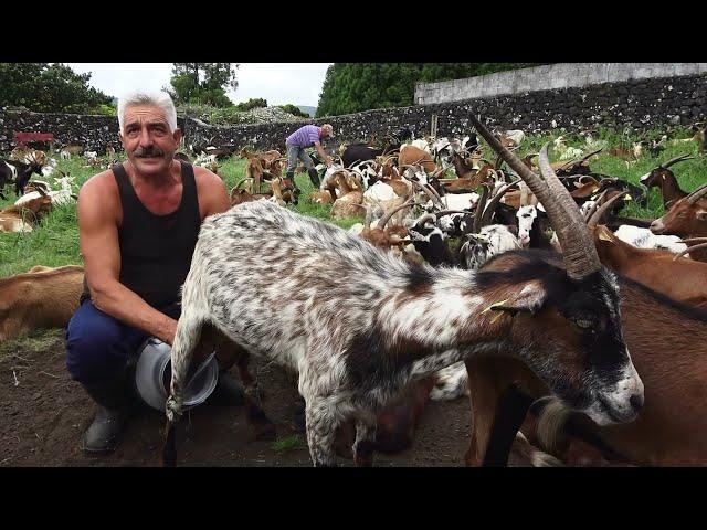 Ordenha De Cabras - Milking 200 Goats In Terceira Island John's Farm