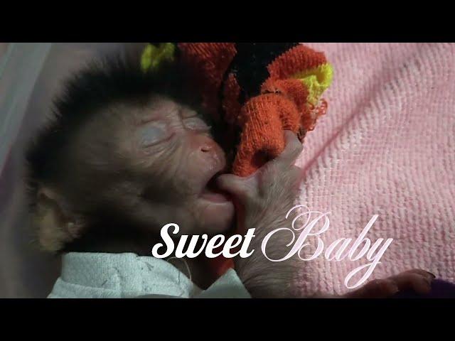 Education for adopting and caring for newborn baby monkeys , Lovely Fauna Youtube Channel