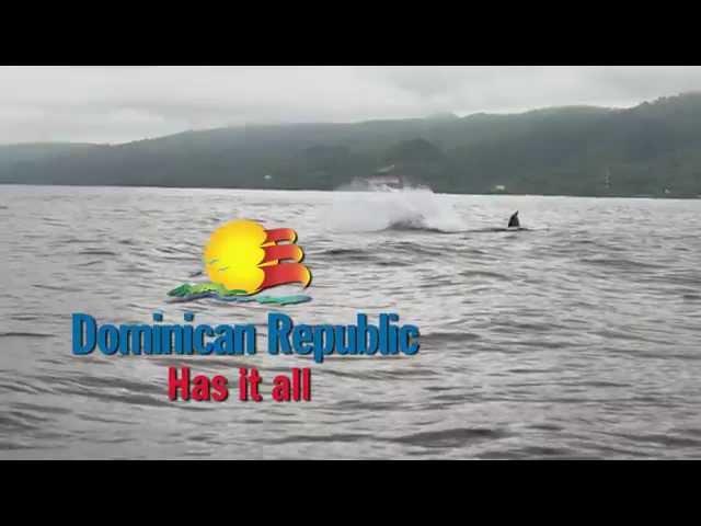 Whale Watching in Samaná  | Go Dominican Republic