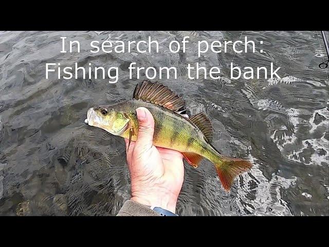 In search of perch: Fishing from the bank