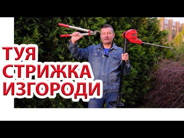 Стрижка изгороди из туи. Советы после 10 лет.