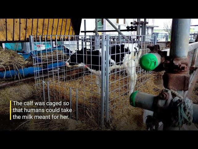 Inside a Dairy Nightmare: Cruelty to Cows Exposed