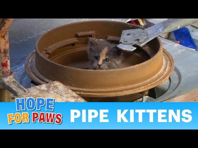 Most STRESSFUL rescue EVER!  When a kitten rescue goes wrong!!!  #kittenrescue