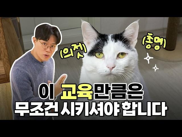 수의사가 추천하는 고양이 교육‍