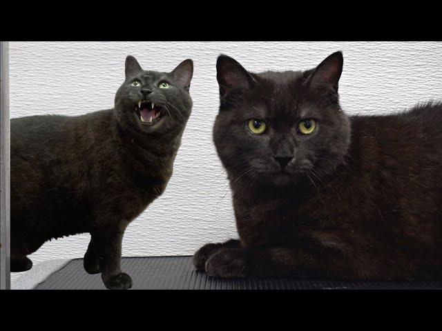 IMMEDIATELY stop when this happens | Cat Grooming