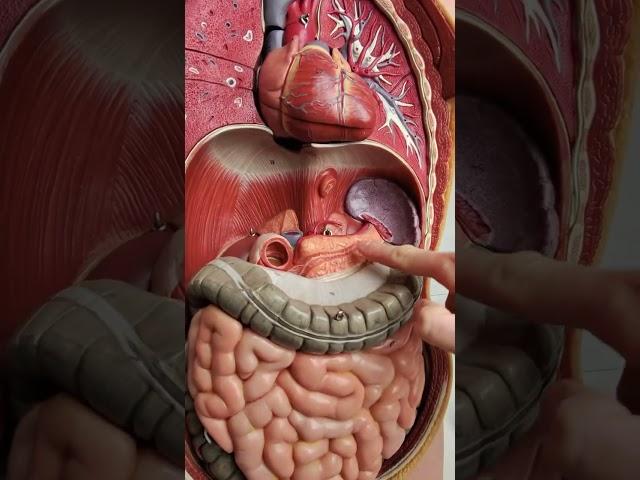 Where is the pancreas? #anatomy