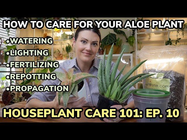 Houseplant Care 101: Aloe Vera Plant Care - Aloe Plant Watering, Feeding, Repotting & Propagation