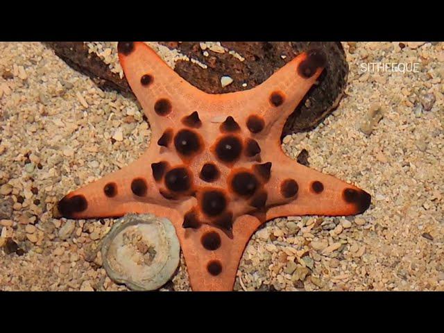 The Chocolate Chip Starfish | Echinoderm | Star Fish | Sea Stars |  @SITHEEQUE