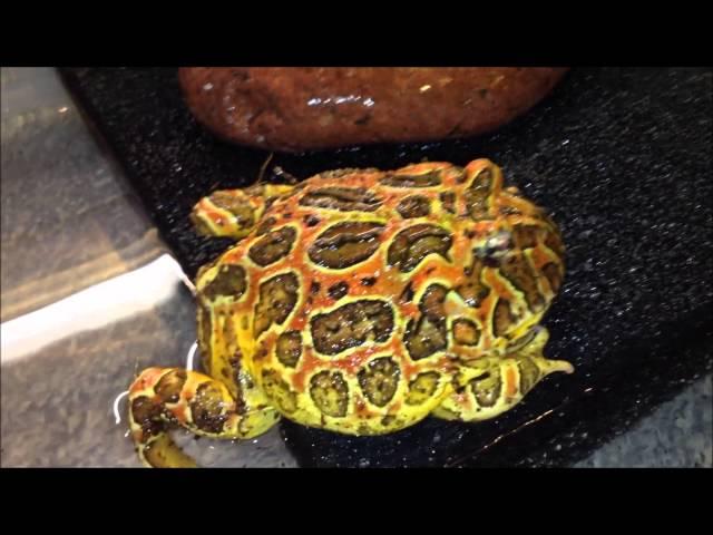 Ceratophrys ornata - YELLOW-PHASE - by PACpedia (M&L Pacman Frogs)