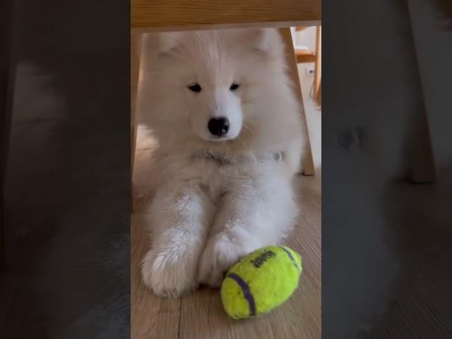 Meeting this fluffy Veni for the first time has left me in awe!   #samoyed #lifelately