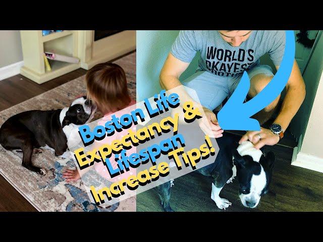 How Long Will Your Boston Terrier Live? Factors Affecting Lifespan; Tips To Increase Life Expectancy