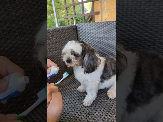 how pawrents brush my teeth 🪥 #shihtzu #shorts #dogs #shihtzuvideos #dogvideos