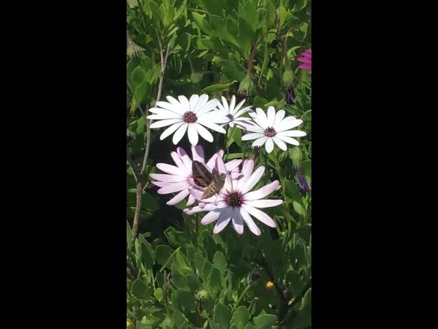 Gigantic moth gathering nectar from flowers