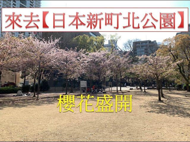 【日本新町北公園 賞櫻】盛開的櫻花超漂亮 日本當地賞櫻公園，野餐好去處。